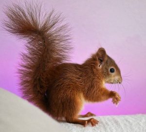 Purple Squirrel