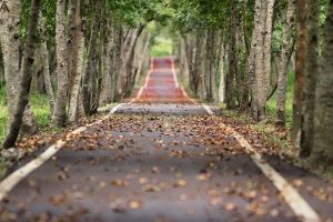 Career Paths