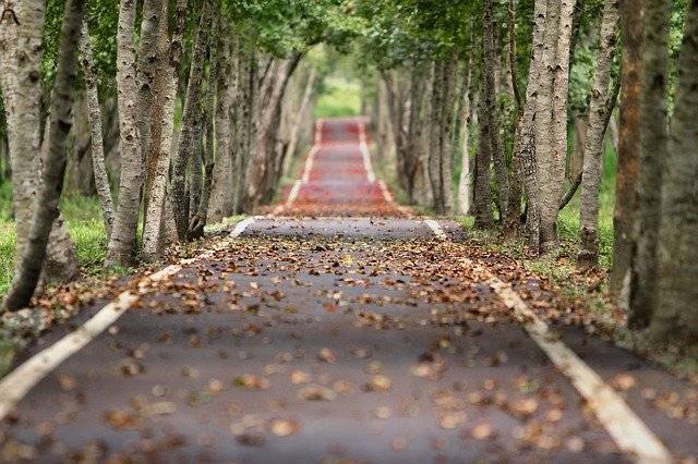 Career Paths